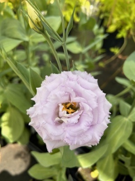 LISIANTHUS Voyage Lavender II